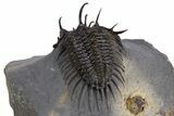 Spiny Comura Trilobite - Ofaten, Morocco #339595-5